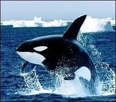 De quel animal s'agit-il ?