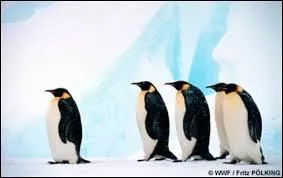 Quel est cet animal ?