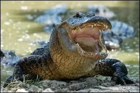 De quel animal s'agit-il ?