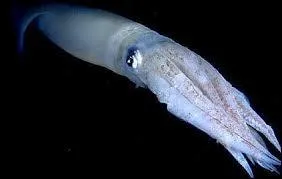 Quel est cet animal ?