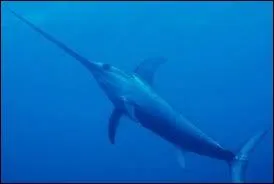 De quel animal s'agit-il ?