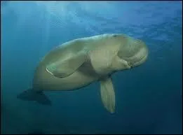 Quel est cet animal ?