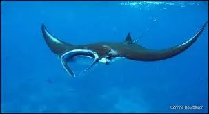 De quel animal s'agit-il ?