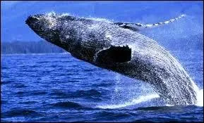 Quel est cet animal ?