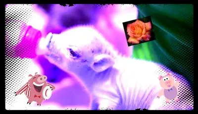 Quel est sa couleur favorite ?