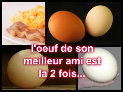 Quelles sont les meilleures amies des cochons ?