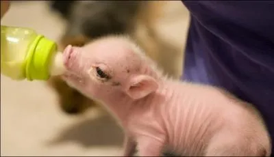 Comment s'appelle le bb du cochon ?