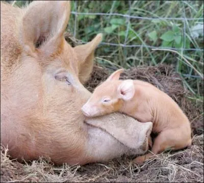Comment s'appelle la femelle cochon ?