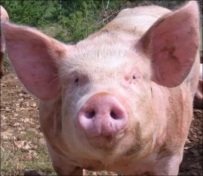 Comment le mle du cochon s'appelle-t-il ?