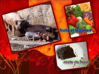 Que mangent les cochons ?