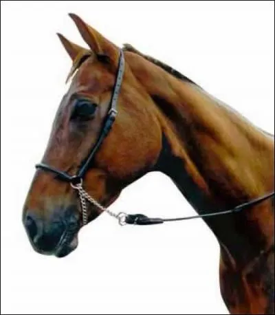 Comment s'appelle cet objet ?