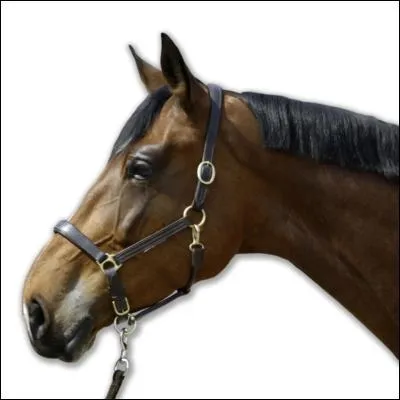 Comment s'appelle cet objet ?