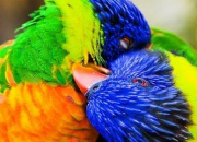 Quiz Des oiseaux dans les expressions franaises