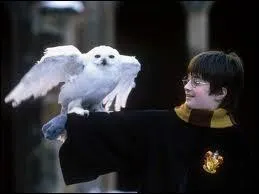 Comment meurt Hedwige ?