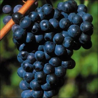 En Uruguay, quel cpage est le plus utilis pour l'laboration des vins ?