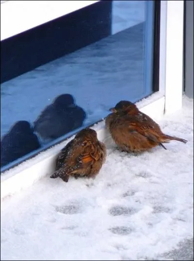 En France et dans toute l'Europe, vous pouvez les voir, hiver comme t !