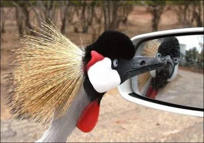 Miroir, mon beau miroir, dis-moi que je suis la plus belle !