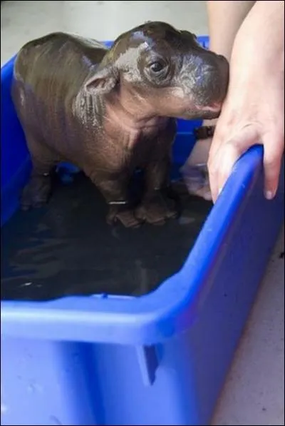 L bien sr, on peut voir que la photo est truque, un bb hippopotame ne peut pas tre aussi petit !