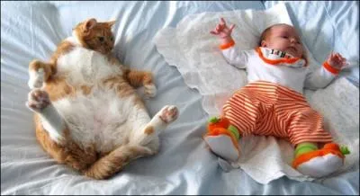 Du bb ou du chat, lequel est le plus gros ?