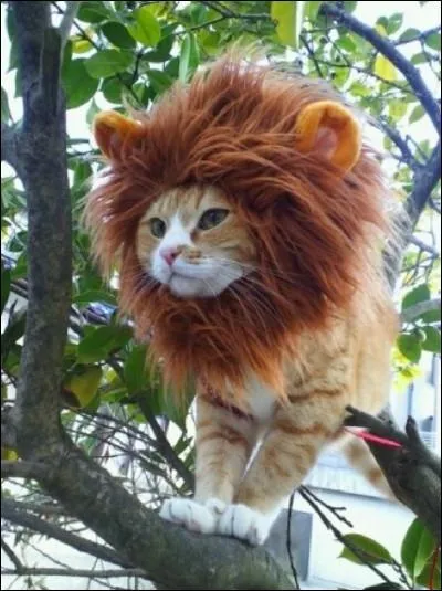 On vient tout juste de dcouvrir cette nouvelle race de flin, le chat-lion, capable de grimper aux arbres, cette nouvelle espce vit ...