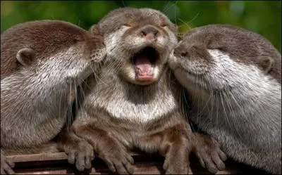 Ils sont morts de rire, bien sr que vous allez les reconnatre !