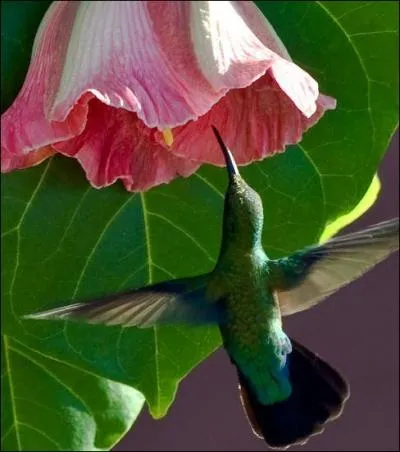 Dans lequel de ces trois pays pouvez-vous admirer un colibri ?