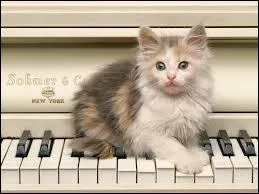 Combien y a-t-il de chats en France (2013) ?