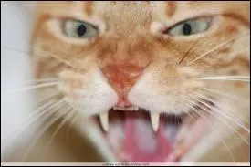 Sur cette photo, on peut voir un chat feuler. Mais  quoi sert ce cri ?