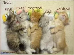 Quelle est la signification d'un chat qui remue la queue ?