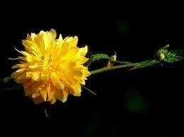 Savez-vous quelle est celle-l ?