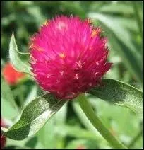 Quelle est cette varit de fleur ?