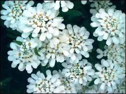 Quelle est celle-ci ?