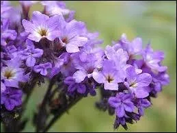 Quelle est celle-l ?