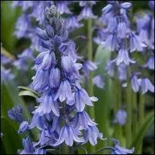 Connaissez-vous cette varit ?