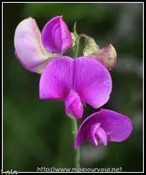 Connaissez-vous celle-ci ?