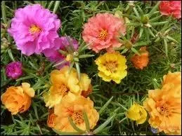 Connaissez-vous celle-l ?