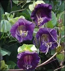 Savez-vous quelle est celle-ci ?