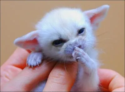 Nom d'un systme qui consiste  charger des remorques et vhicules sur des wagons !