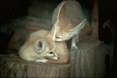 Dans ce texte de Jacques Prvert, elles se ramassent  la pelle, les ...