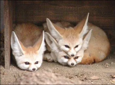 Conjuguez le verbe feindre  la premire personne du Prsent de l'indicatif !