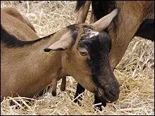 Au gr de 28 haltes sillonnant le Poitou-Charentes, cette association de producteurs et leveurs de chvres vous invite...