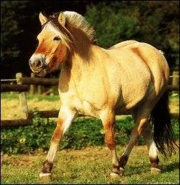 Quelle est la nationalit du fjord ?