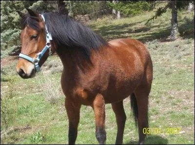 Quelle est cette race ?