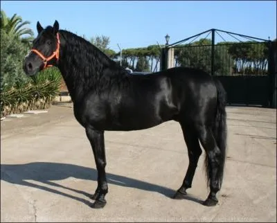 Quelle est cette race ?