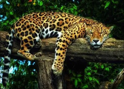 Quel grand flin proche de la panthre, vit en bordure de la fort amazonienne ?