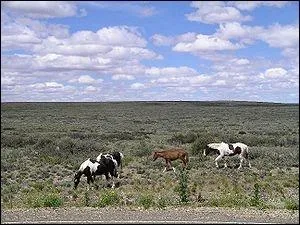 Que regardons-nous sur cette photo, prise en Amrique du Sud ?