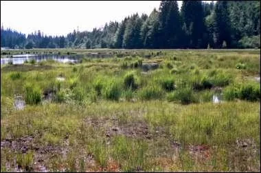 Quel est le nom de ce paysage, humide ?
