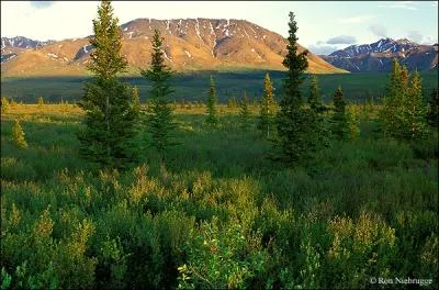 Quel est le nom de ce paysage, fortement li au climat subarctique ?