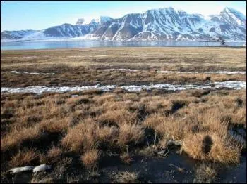 Comment s'appelle ce type de paysage, prsent autour du ple, avec grosse proportion de lichens et d'herbaces ?