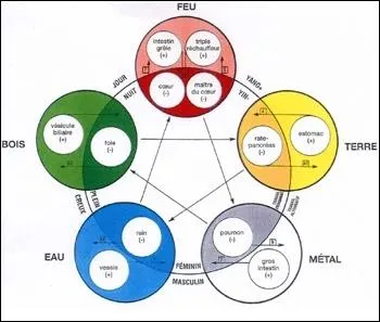  quelle loi des grands mridiens Fei et Pi (poumon et rate) appartiennent-ils ?